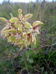 Asclepias lynchiana