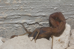 Centruroides ochraceus