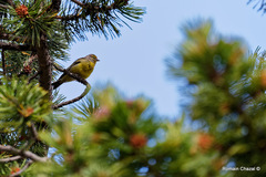 Carduelis citrinella