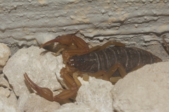 Centruroides ochraceus