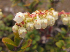 Gaultheria colensoi