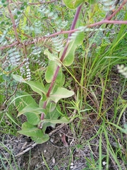 Asclepias lynchiana
