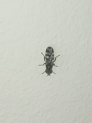 Ceroxys urticae