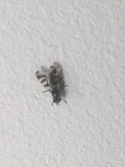 Ceroxys urticae