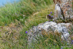 Carduelis citrinella