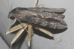 Erinnyis oenotrus