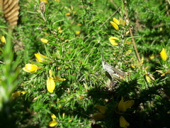 Chorthippus binotatus