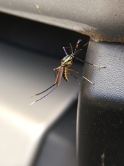 Toxorhynchites rutilus septentrionalis