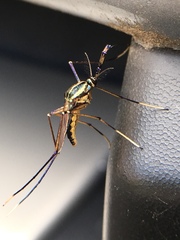 Toxorhynchites rutilus septentrionalis