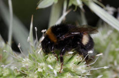 Bombus