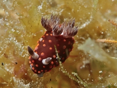 Nembrotha
