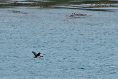 Leucocarbo georgianus