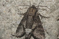 Cautethia spuria