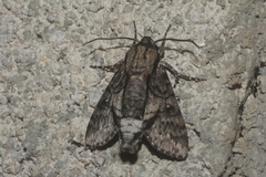 Cautethia spuria
