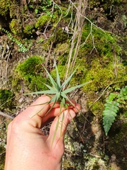 Dracophyllum trimorphum