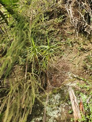 Dracophyllum trimorphum