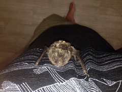 Barbastella barbastellus