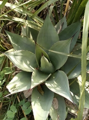Agave ovatifolia