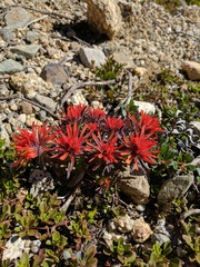 Castilleja rupicola