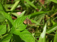 Polytremis lubricans
