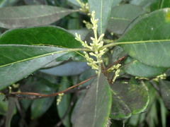 Cartrema americana