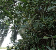 Cartrema americana