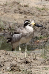 Esacus recurvirostris