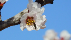 Platycheirus chalconota