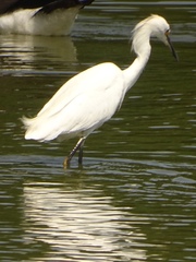 Egretta thula