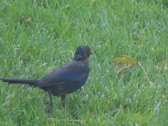 Quiscalus quiscula