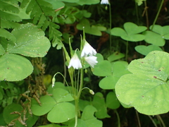 Oxalis trilliifolia