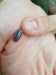 Armadillidium gestroi
