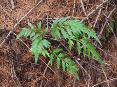Asplenium appendiculatum appendiculatum