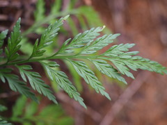 Asplenium appendiculatum appendiculatum