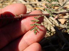 Descurainia erodiifolia