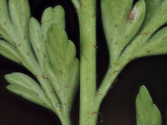 Asplenium appendiculatum appendiculatum