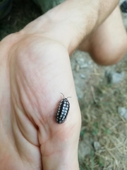 Armadillidium gestroi