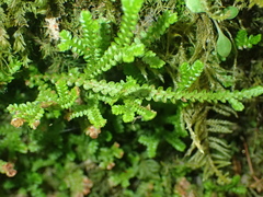 Selaginella douglasii