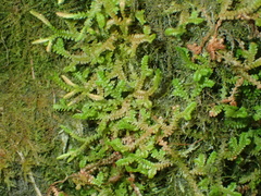 Selaginella douglasii