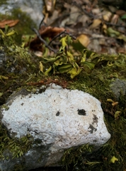 Bagliettoa calciseda