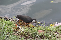 Amaurornis phoenicurus