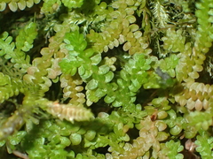 Selaginella douglasii