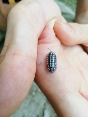 Armadillidium gestroi