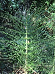Equisetum telmateia telmateia