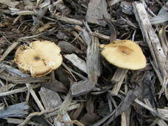Psilocybe subaeruginosa