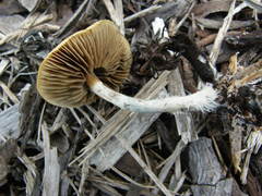 Psilocybe subaeruginosa