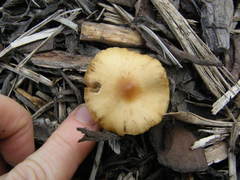 Psilocybe subaeruginosa