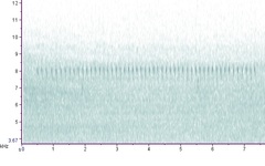 Allonemobius tinnulus