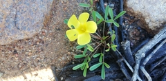 Oxalis namaquana