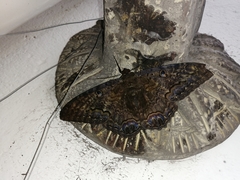 Ascalapha odorata